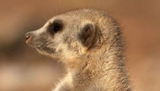 subordinate-meerkat-pack